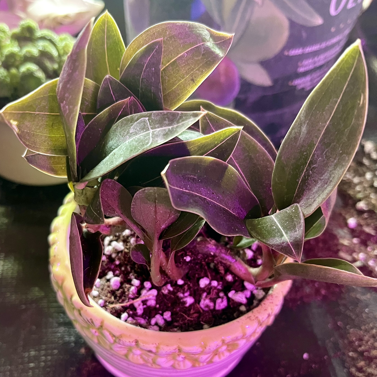 Photo of the plant species Ambrosia Jewel Orchid by @riverzend named lucretia on Greg, the plant care app