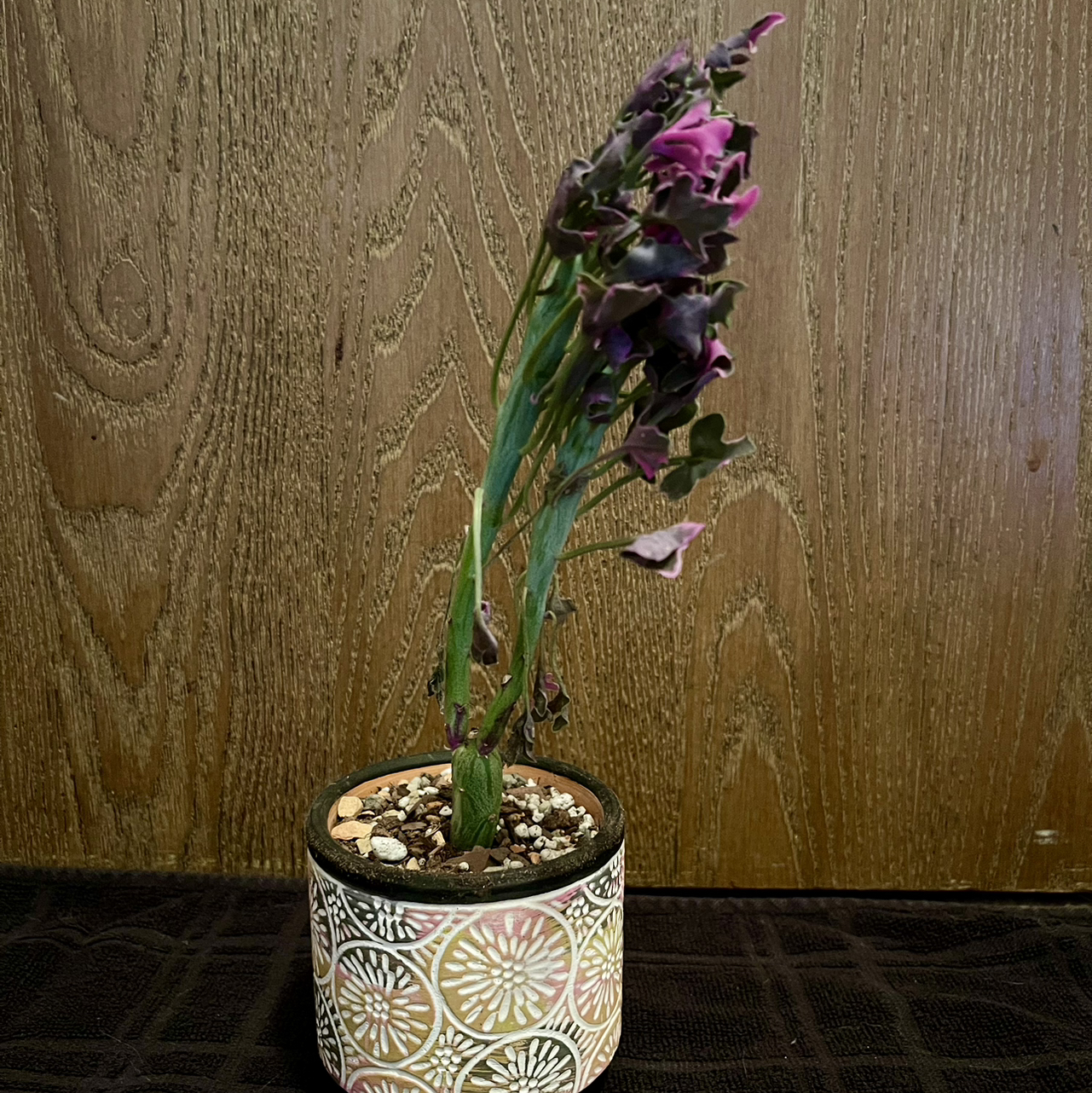 Photo of the plant species Variegated Candle Plant by @riverzend named sage on Greg, the plant care app