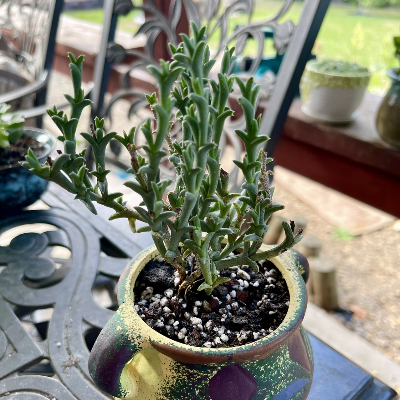 Photo of the plant species Doringvygie by @riverzend named marvin on Greg, the plant care app