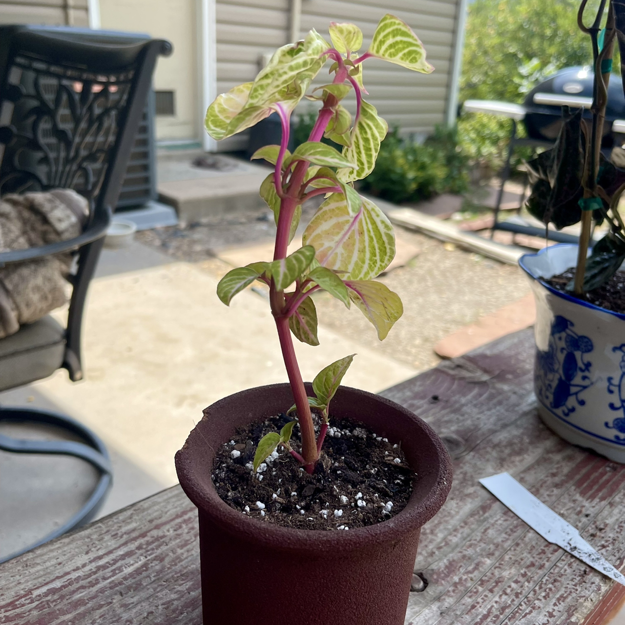 Photo of the plant species Variegated Blood Leaf by @riverzend named fang on Greg, the plant care app