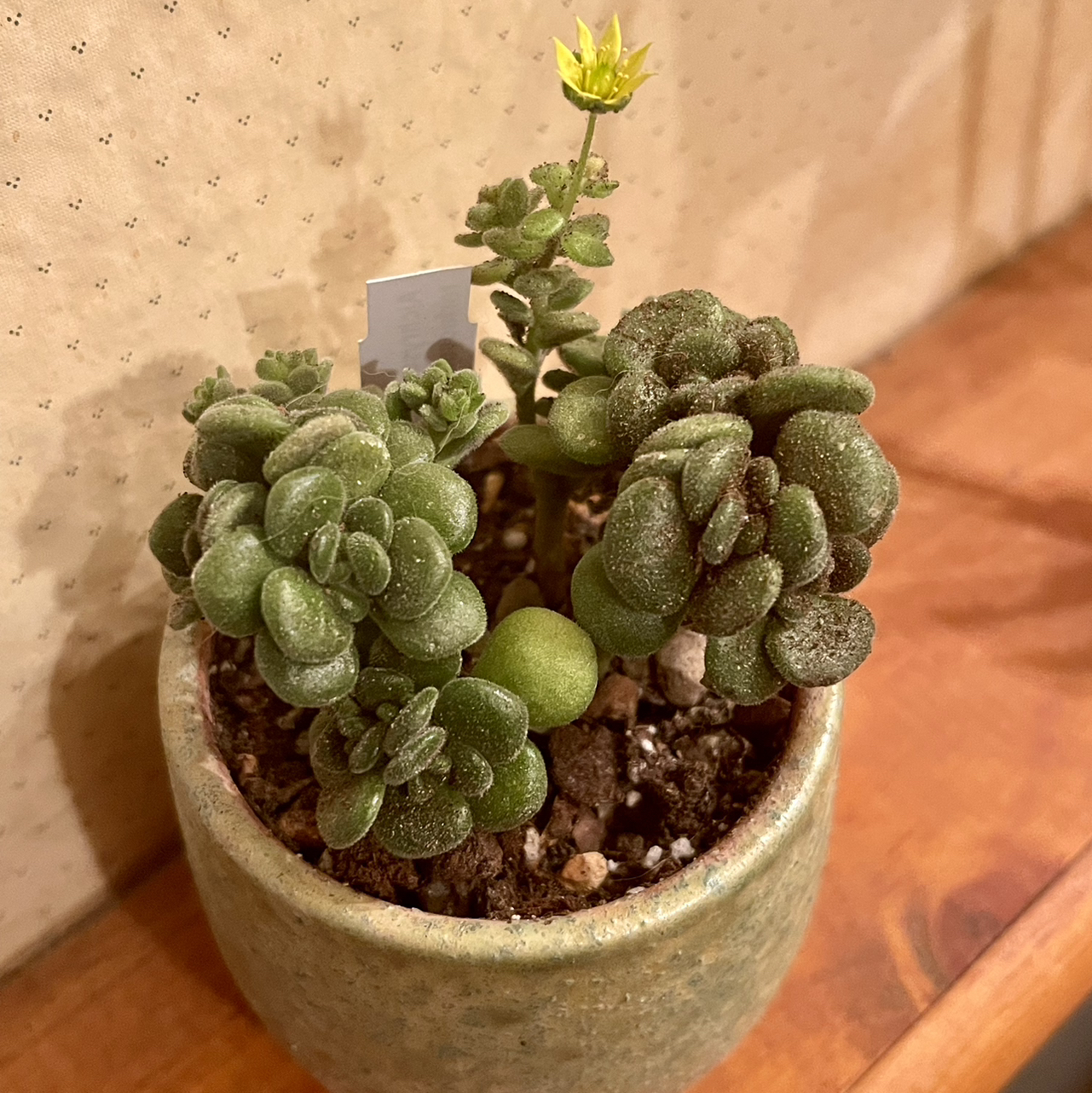 Photo of the plant species Gouty Houseleek by @riverzend named ichabod on Greg, the plant care app