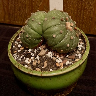 Sand Dollar Cactus plant in Aurora, Colorado
