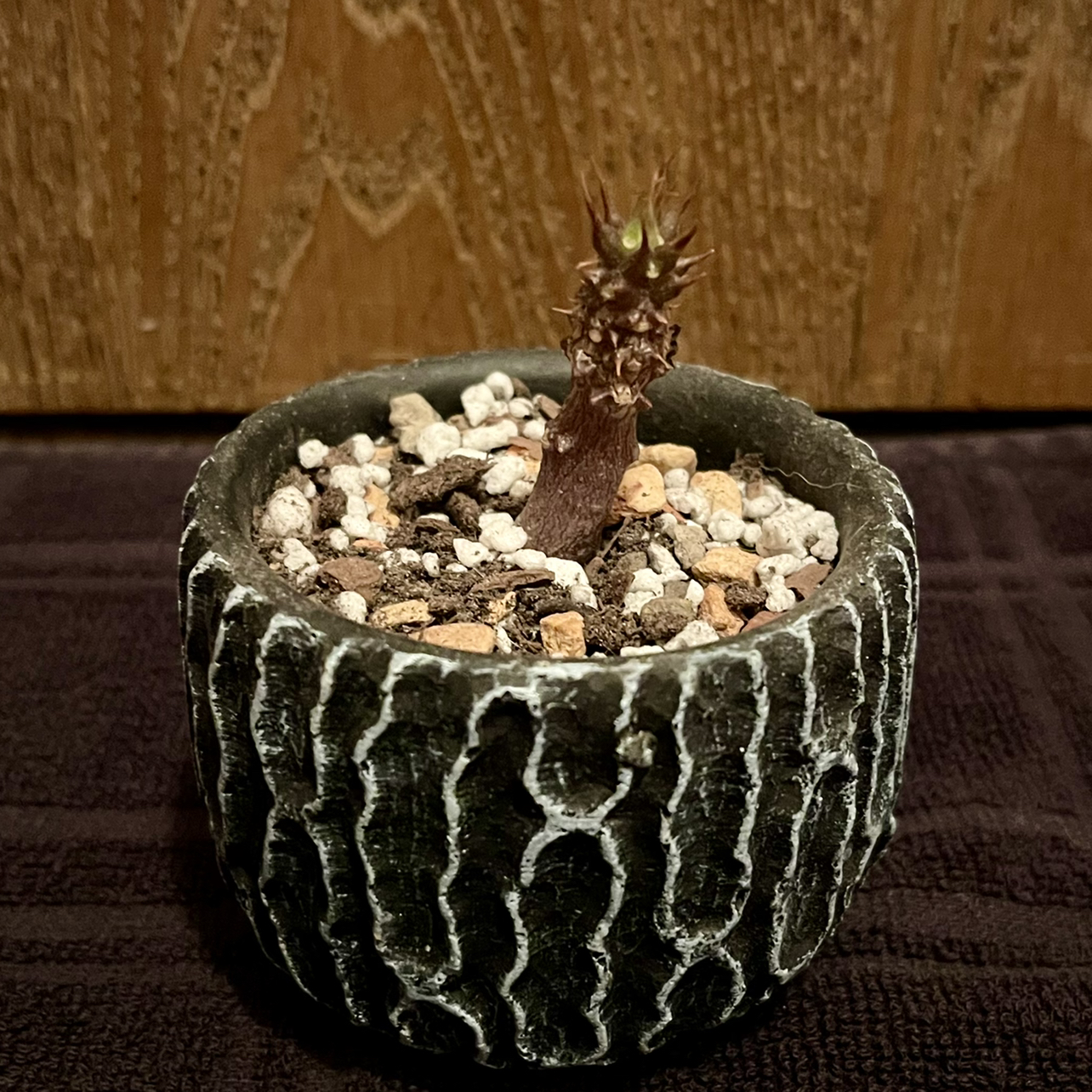 Photo of the plant species Madagascar Palm by @riverzend named bontaka on Greg, the plant care app