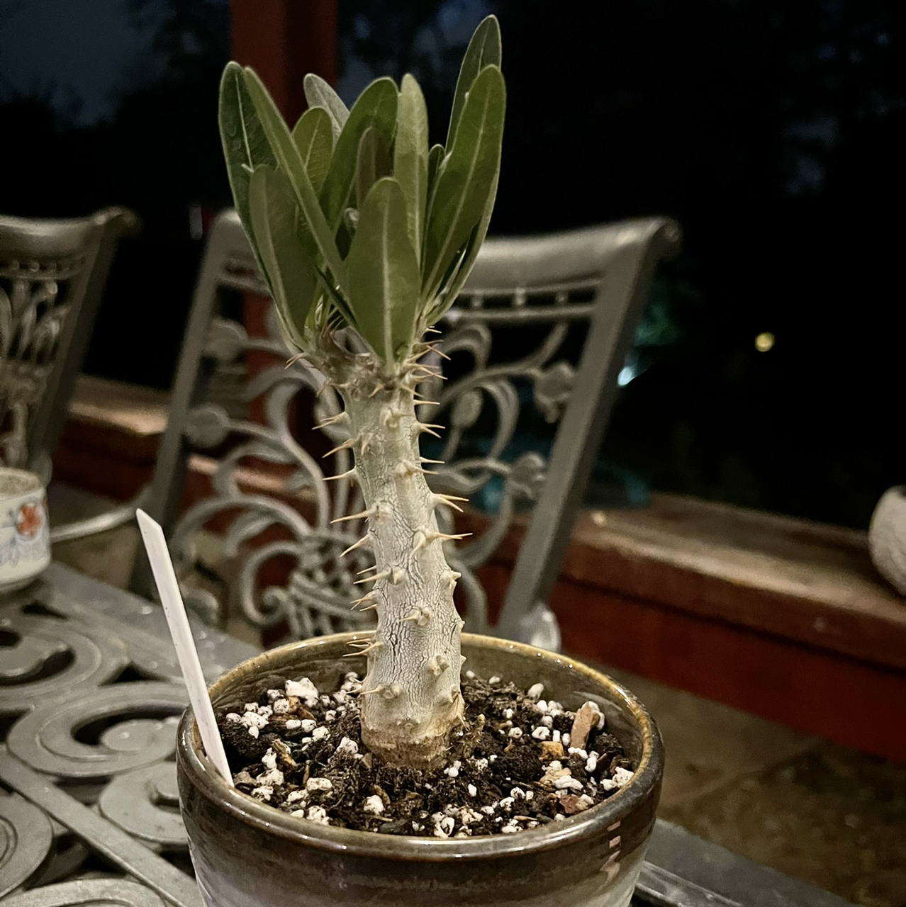 Photo of the plant species Millionaire's Daffodils by @riverzend named tepes on Greg, the plant care app