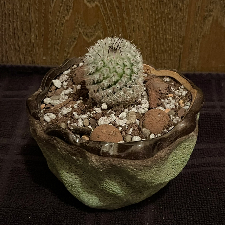 Photo of the plant species Mammillaria perezdelarosae by @riverzend named trugoy on Greg, the plant care app