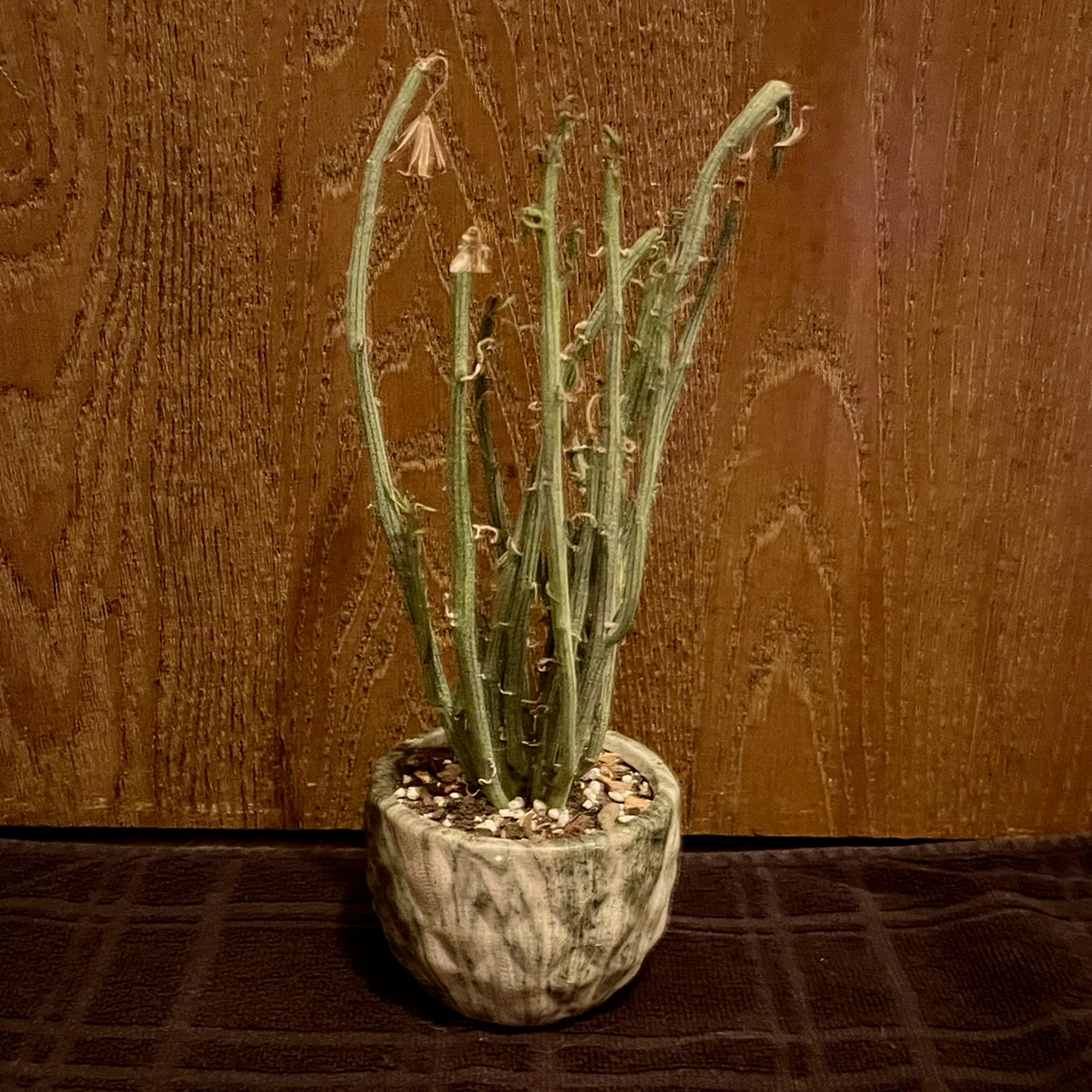 Photo of the plant species Senecio Hebdingii by @riverzend named óþekktur on Greg, the plant care app