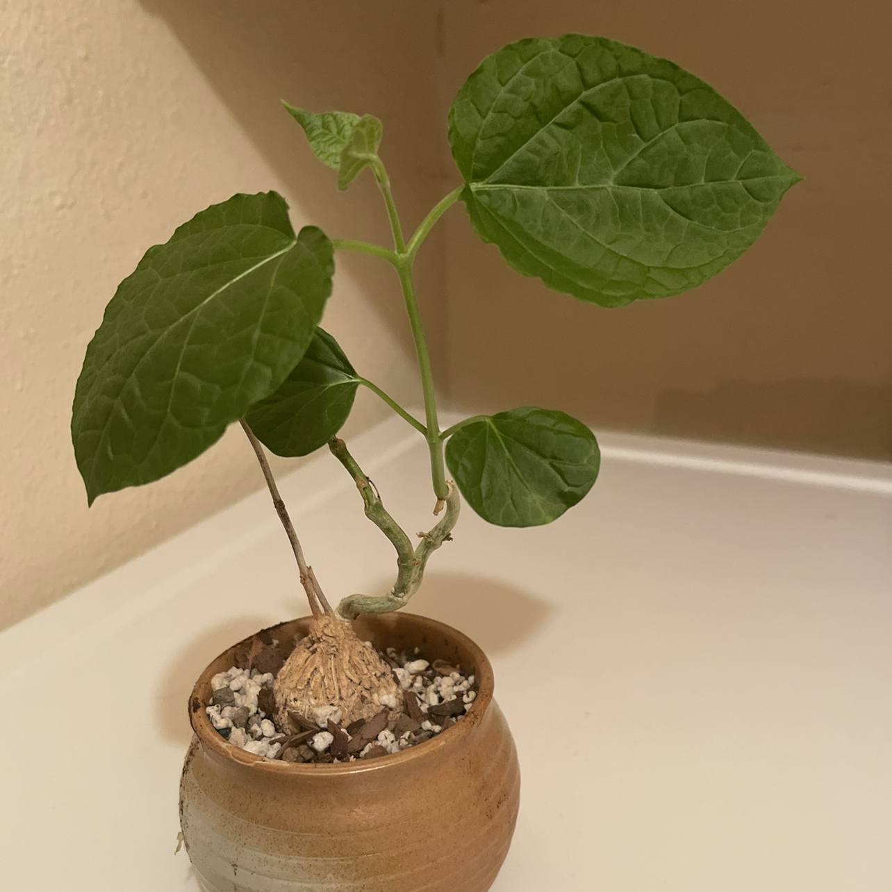 Photo of the plant species Gonolobus by @riverzend named anam on Greg, the plant care app