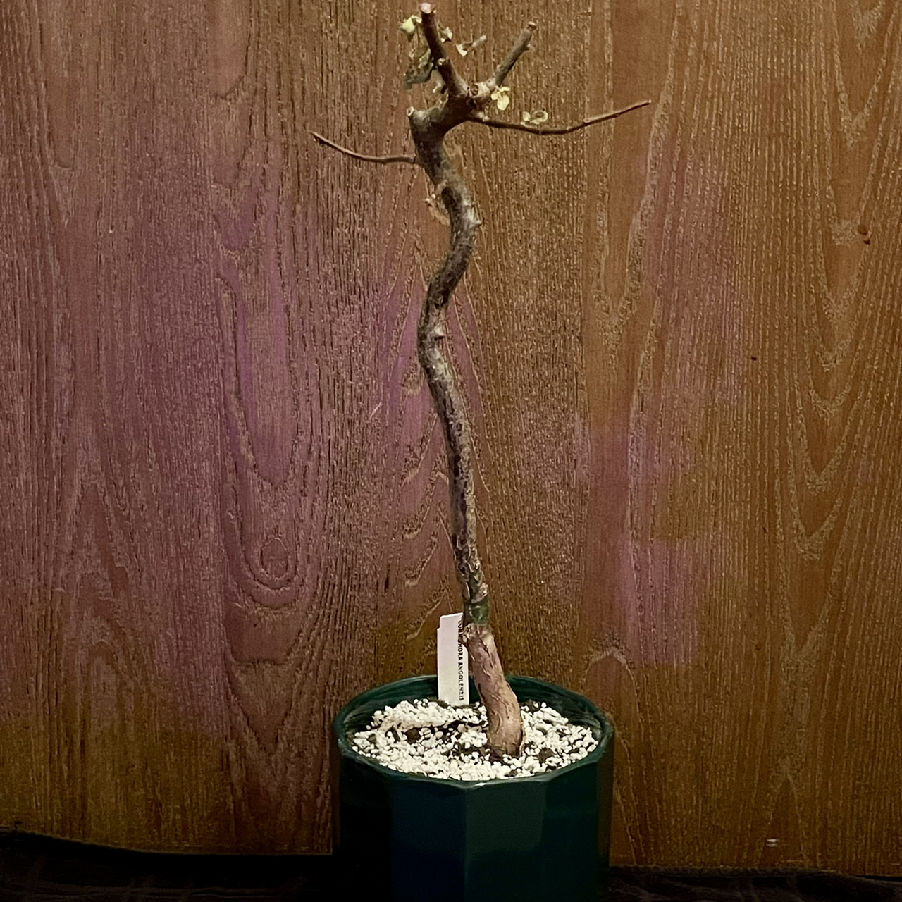 Photo of the plant species Sand Corkwood by @riverzend named sandur on Greg, the plant care app