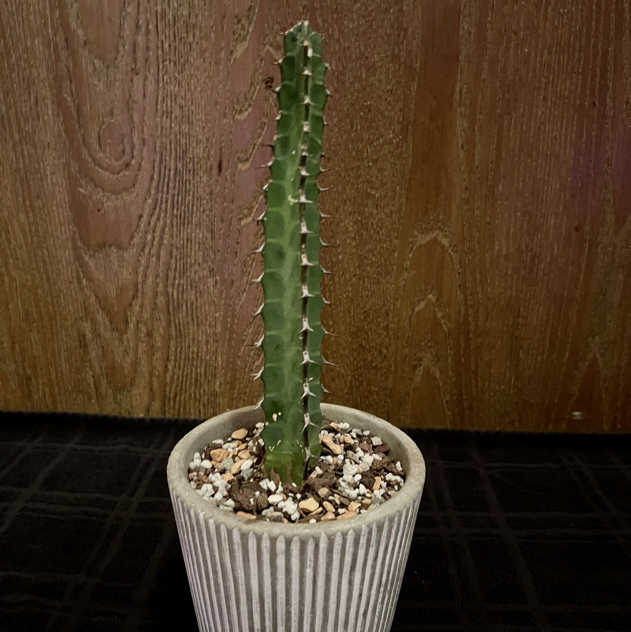 Photo of the plant species Euphorbia tescorum by @riverzend named tessa on Greg, the plant care app