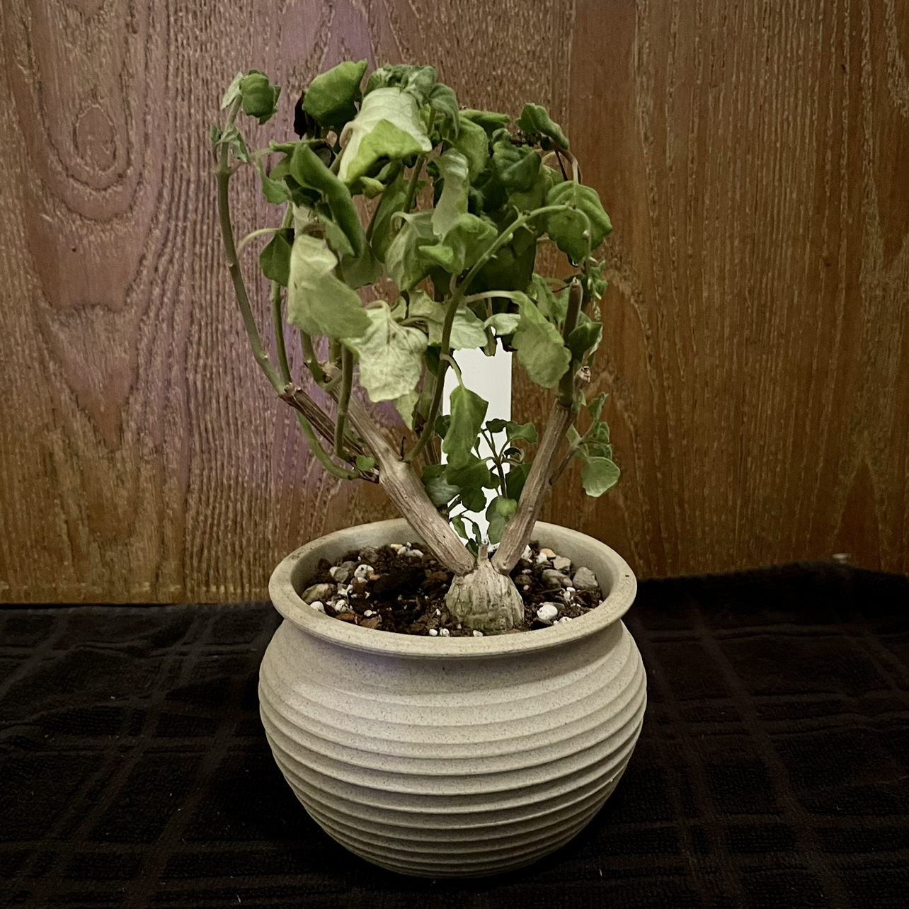 Plant care for Wild Sesame on Greg, the plant care app