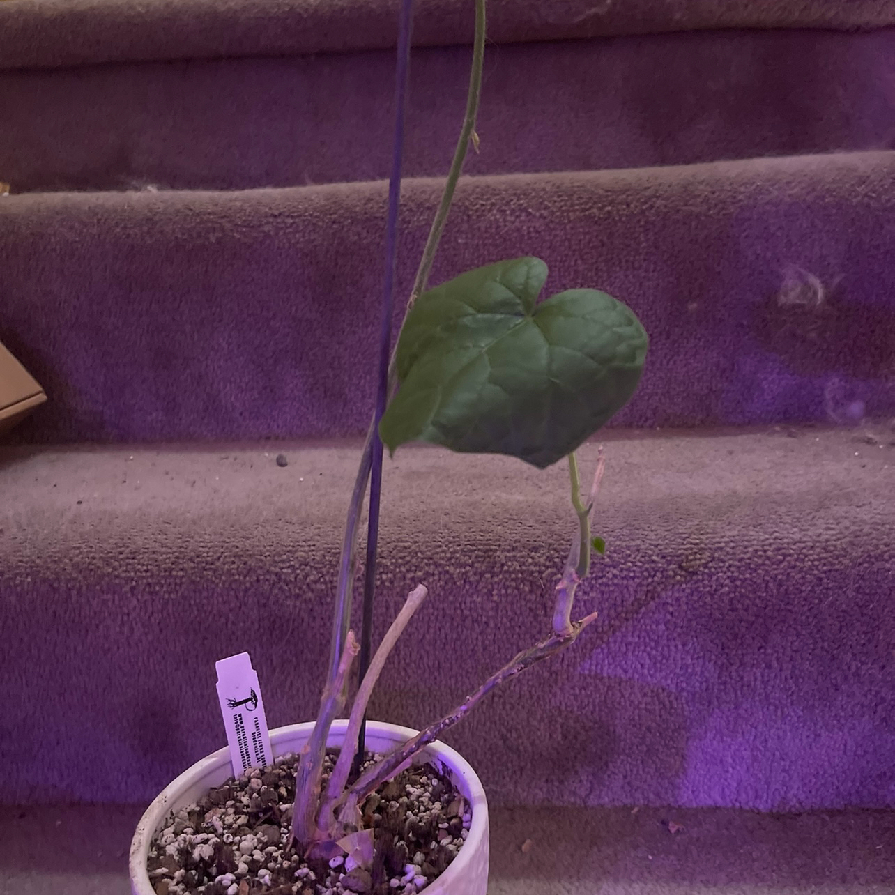 Photo of the plant species Orange Grape Creeper by @riverzend named ripper on Greg, the plant care app