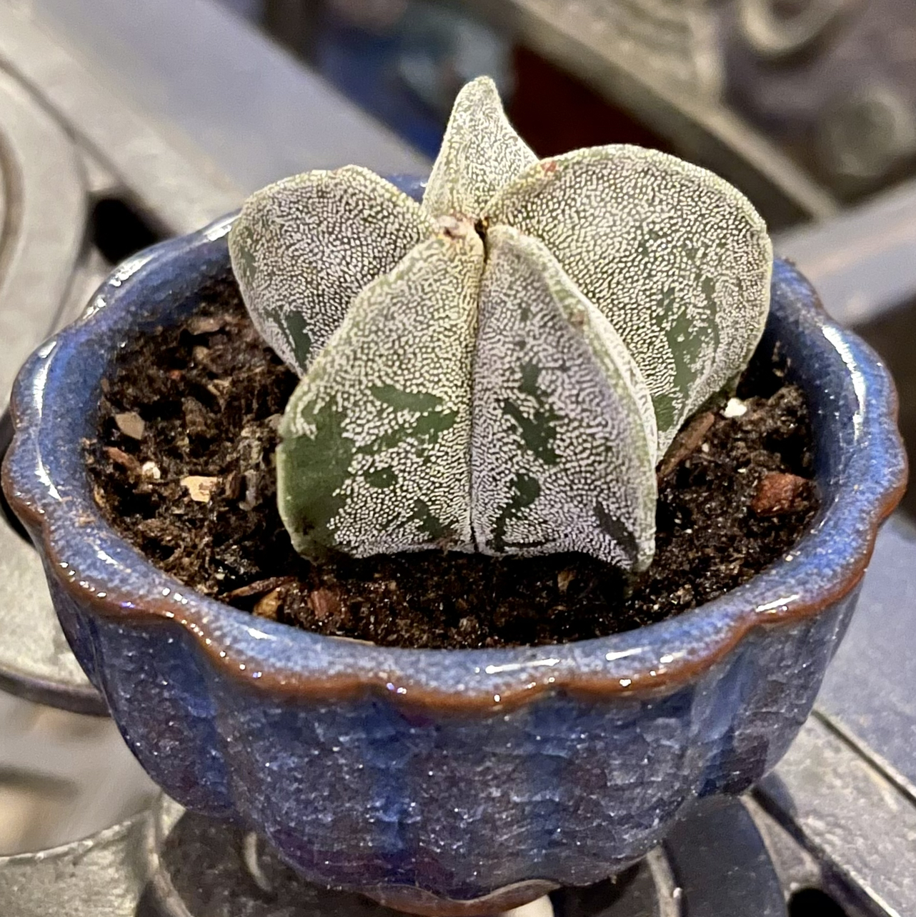 Photo of the plant species Bishop's Cap Cactus by @riverzend named the stig on Greg, the plant care app