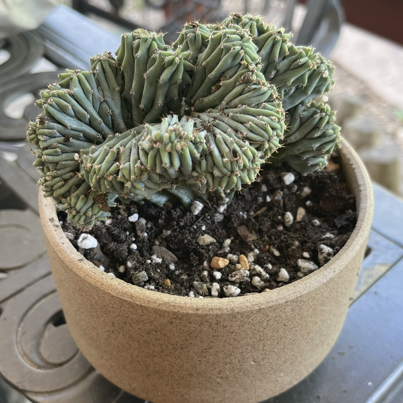 Potted Crested Blue Flame succulent with visible soil, healthy appearance.