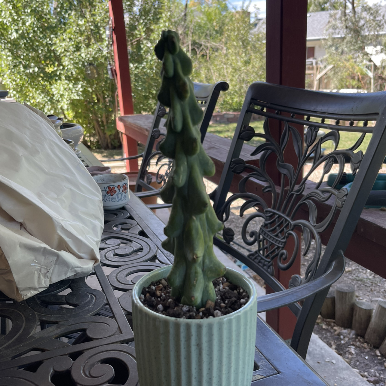 Photo of the plant species Boobie Cactus by @riverzend named dolly on Greg, the plant care app