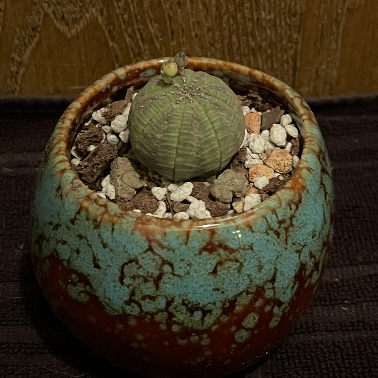 Photo of the plant species Baseball Plant by @riverzend named oran on Greg, the plant care app