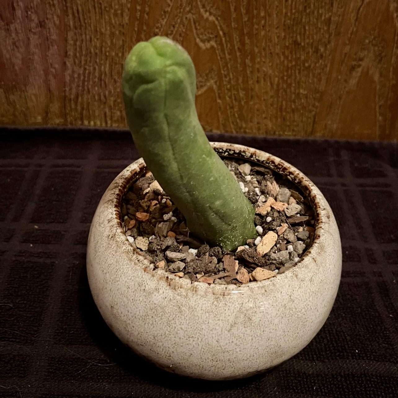 Photo of the plant species Penis Cactus by @riverzend named dirk on Greg, the plant care app