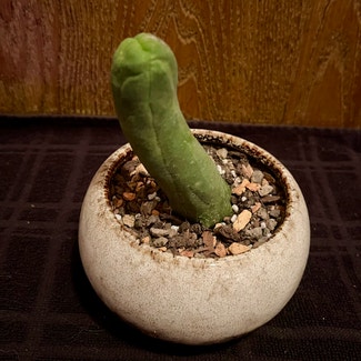 Penis Cactus plant in Aurora, Colorado