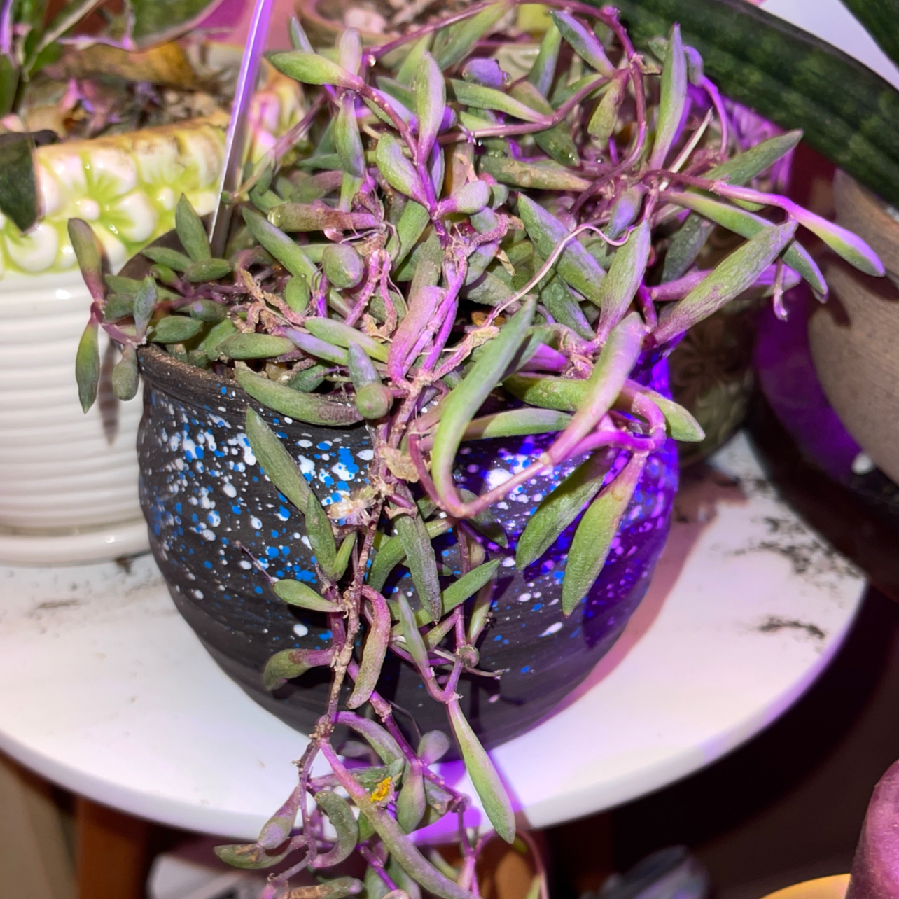 Photo of the plant species ruby necklace by @riverzend named avery on Greg, the plant care app