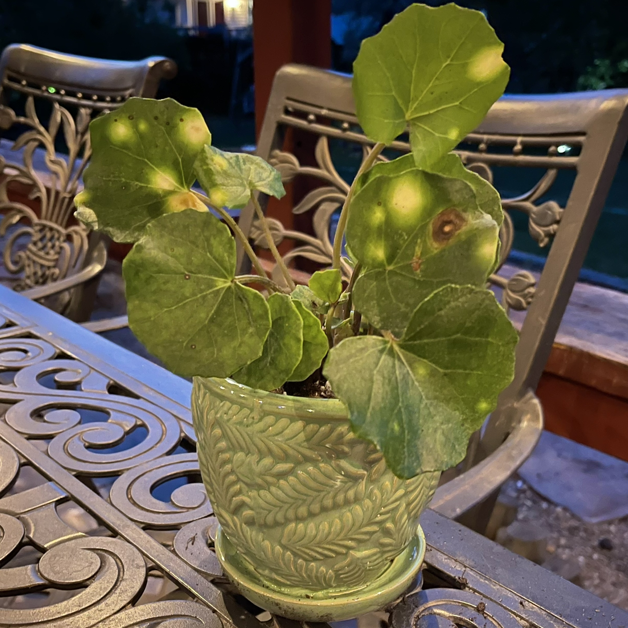 Photo of the plant species Leopard Plant by @riverzend named farley on Greg, the plant care app