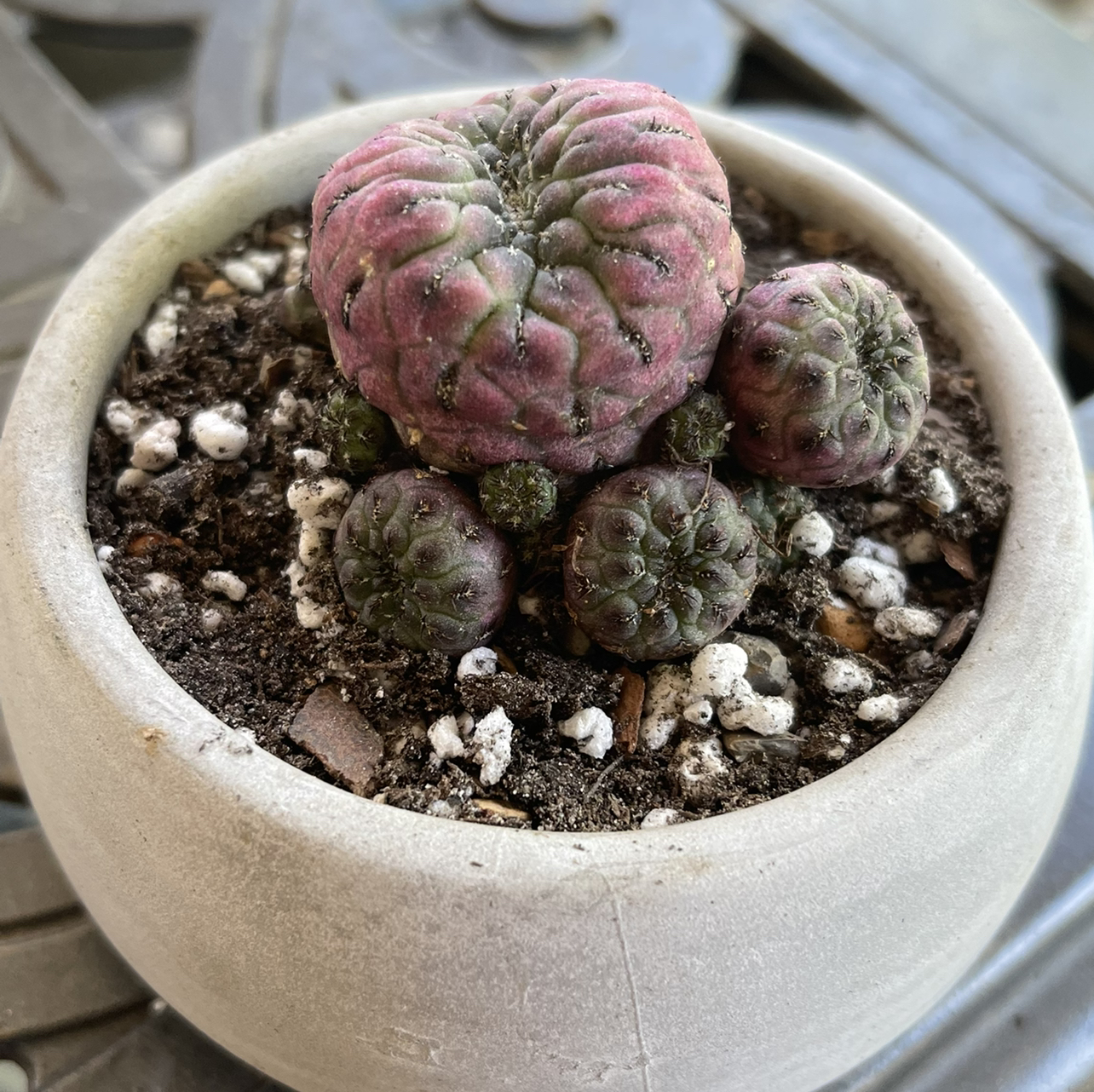 Potted Rebutia canigueralii cactus with multiple small, round bodies and visible soil.