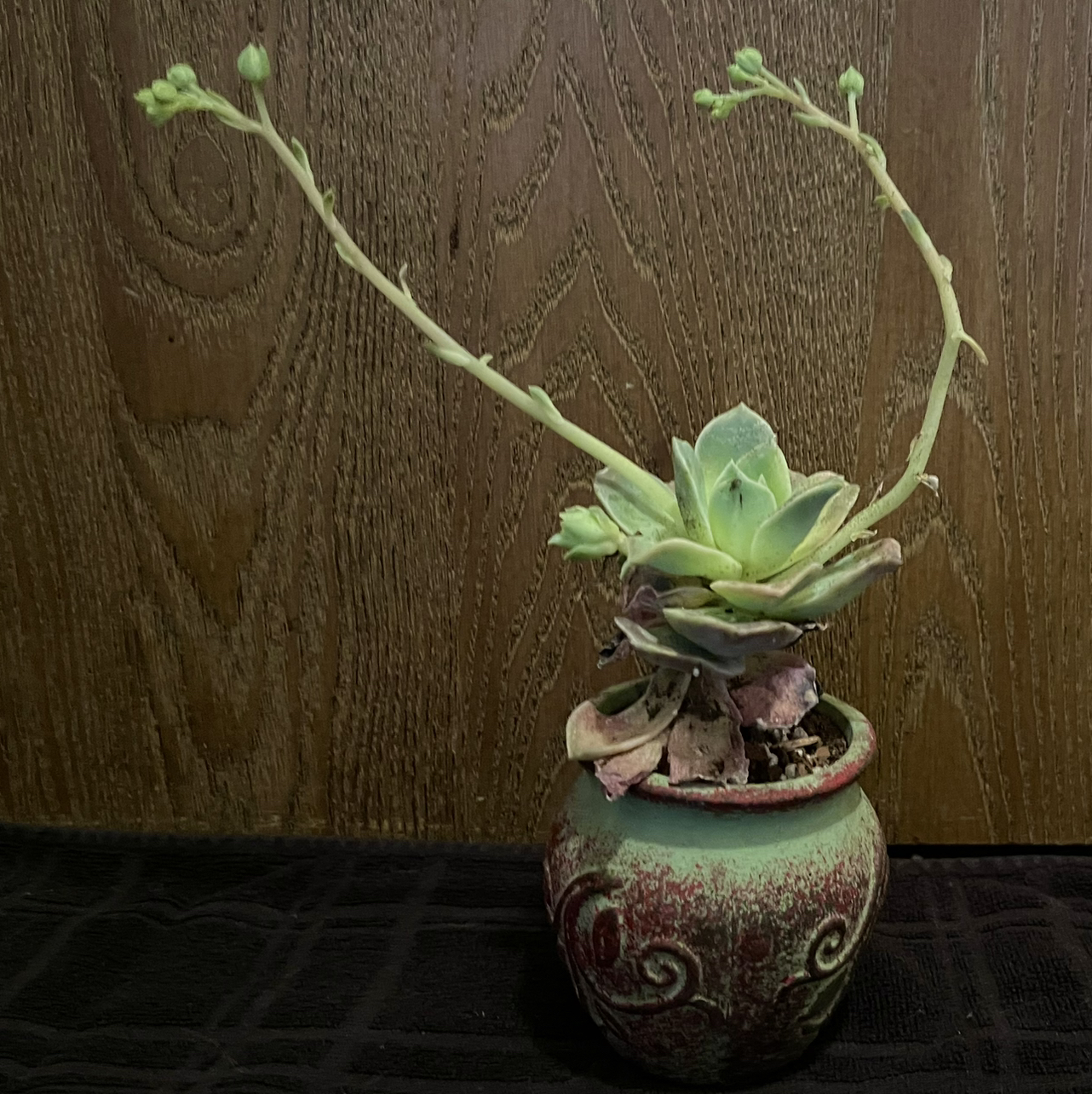 Graptoveria 'Lovely Rose' plant in a decorative pot with elongated stems and buds.
