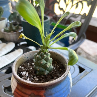 Euphorbia ritchiei plant in Aurora, Colorado