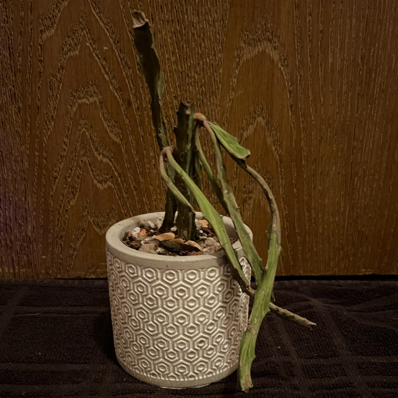 Photo of the plant species Euphorbia Buruana by @riverzend named bernard on Greg, the plant care app