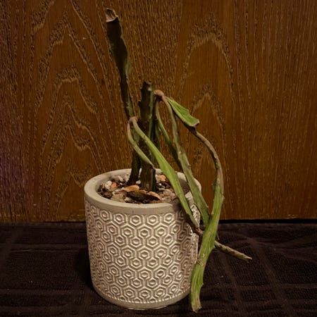 Photo of the plant species Euphorbia Buruana by Riverzend named bernard on Greg, the plant care app