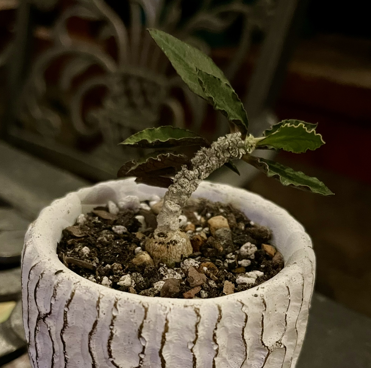 Photo of the plant species Euphorbia Ambovombensis by @riverzend named vonn on Greg, the plant care app