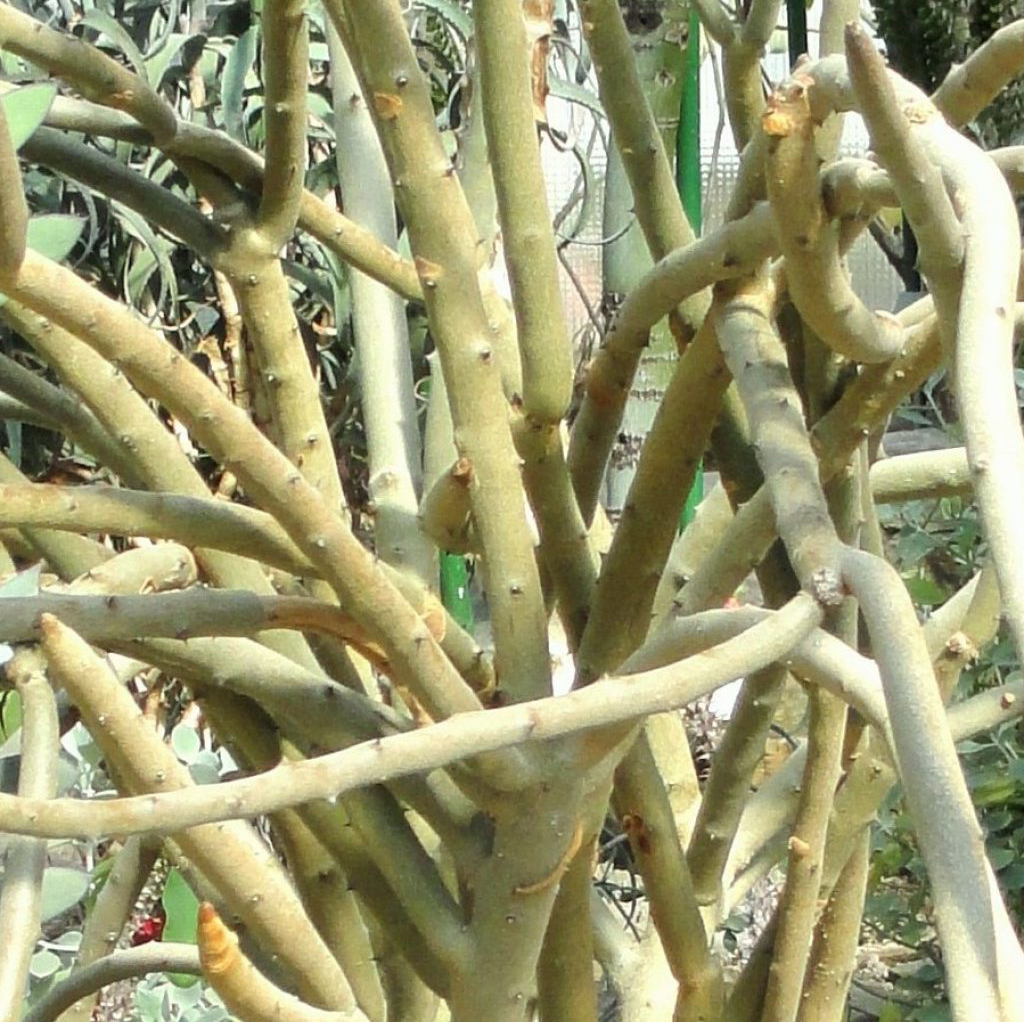 Plant care for Portulacaria afra 'Manny' on Greg, the plant care app