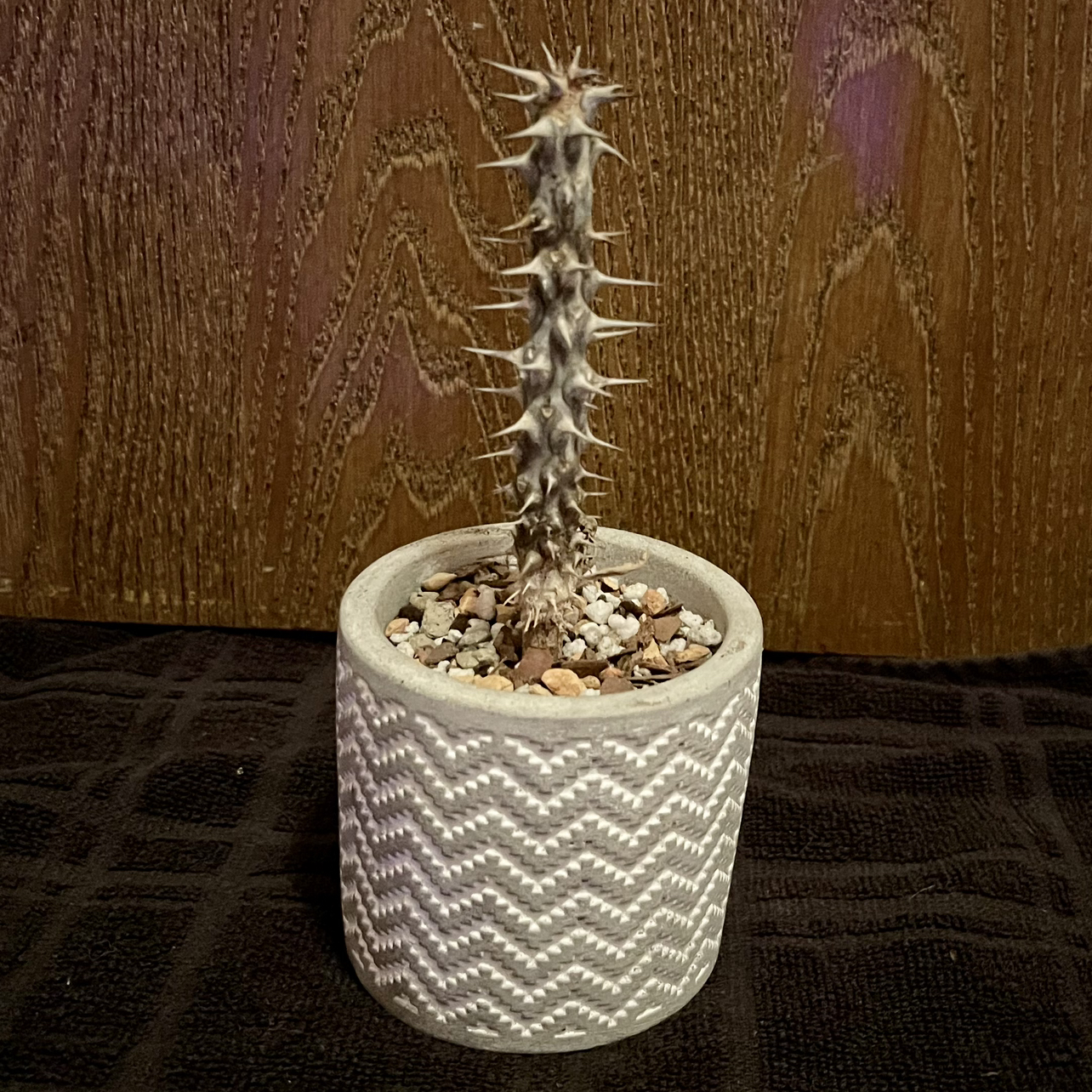 Photo of the plant species Euphorbia Croizatii by @riverzend named ziggy on Greg, the plant care app