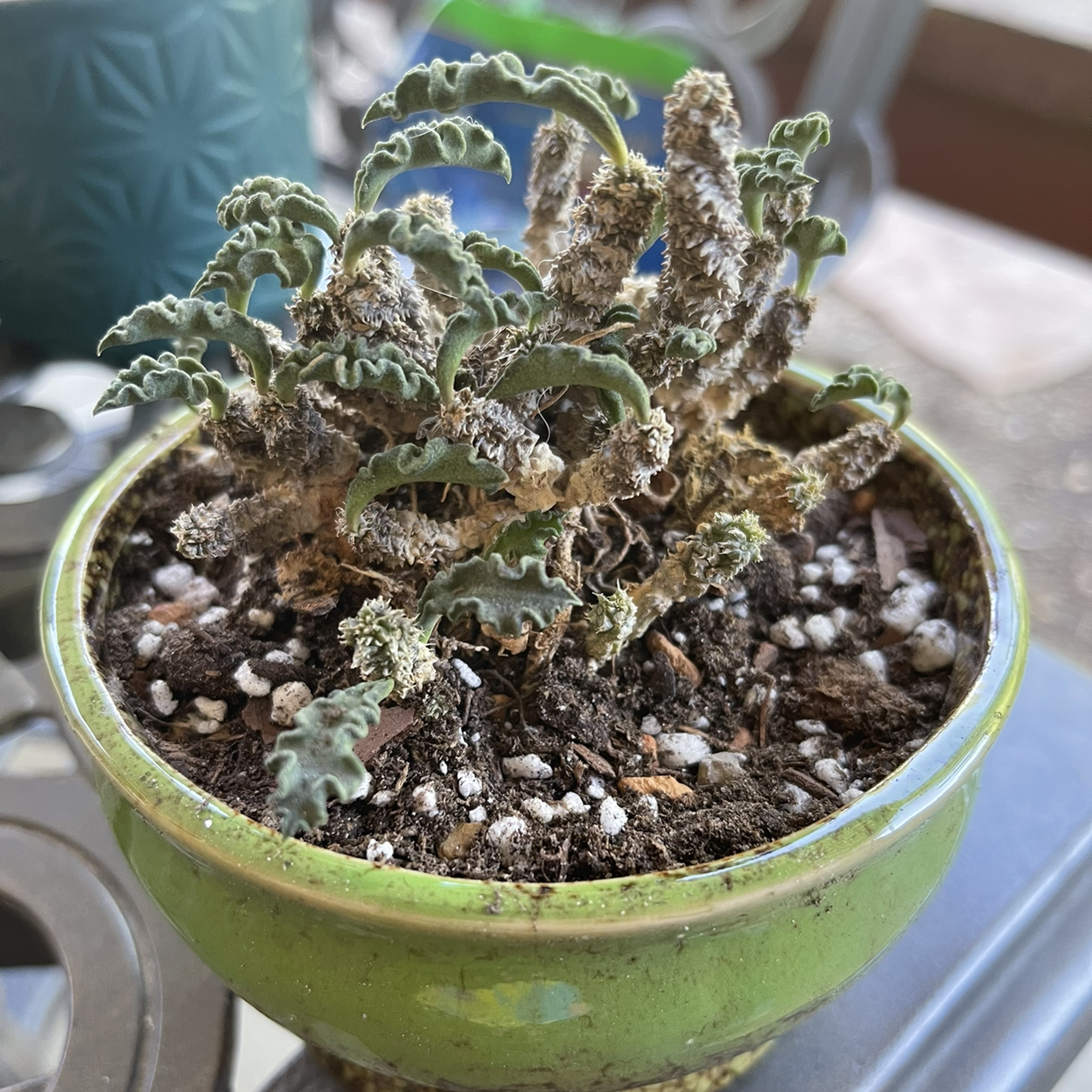 Photo of the plant species Euphorbia Decaryi v. Spirosticha by @riverzend named dionin on Greg, the plant care app