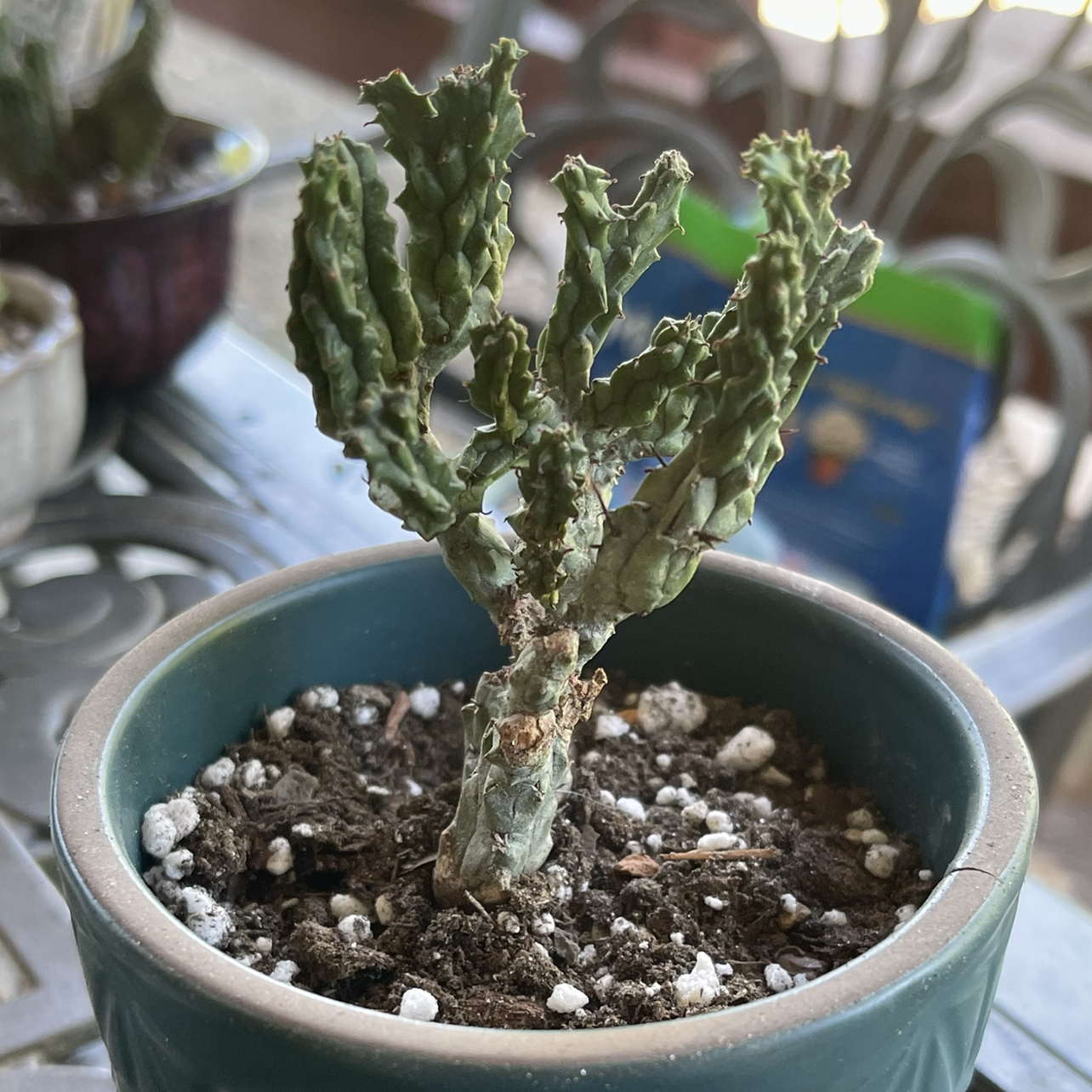 Photo of the plant species Euphorbia enopla coral by @riverzend named enoch on Greg, the plant care app