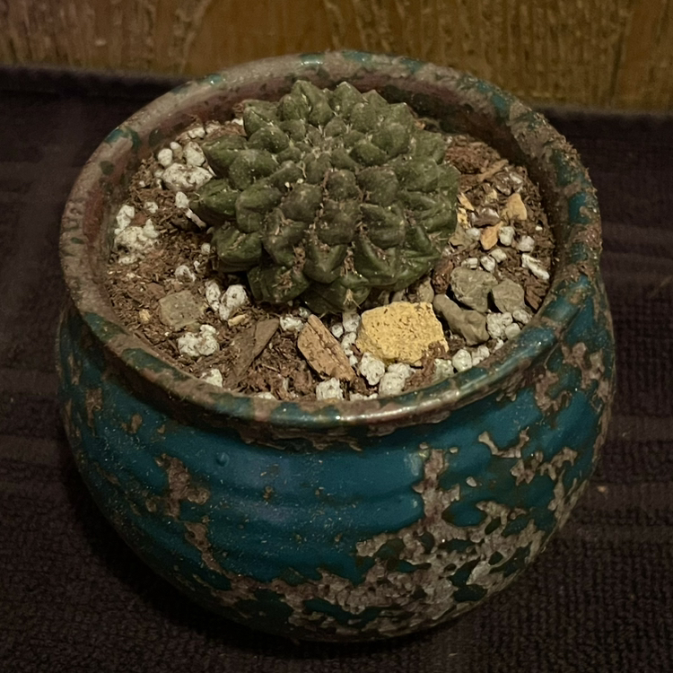 Photo of the plant species Eriosyce oculta by @riverzend named hecate on Greg, the plant care app