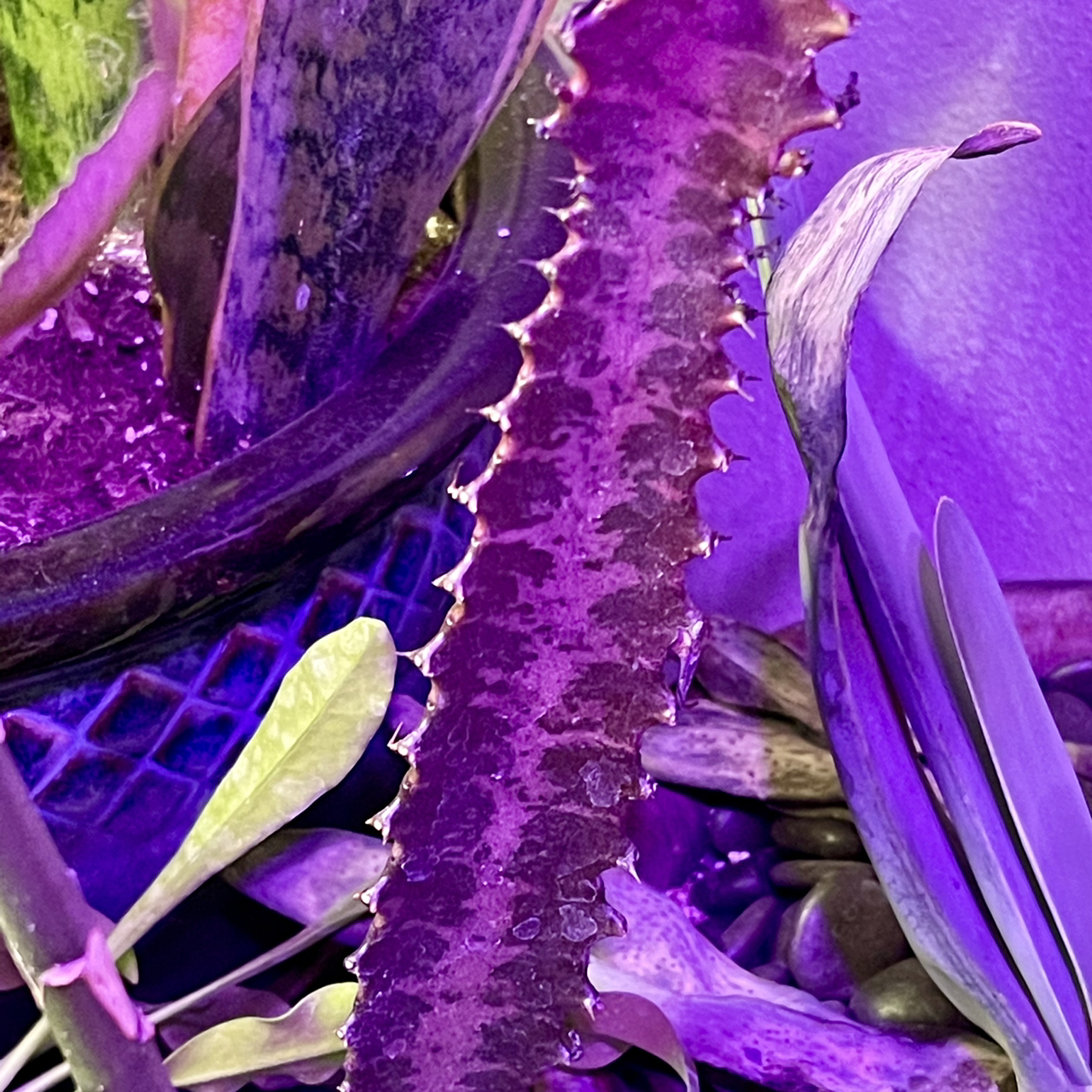 Royal Red African Milk Tree with spiny stem in a pot under purple lighting.