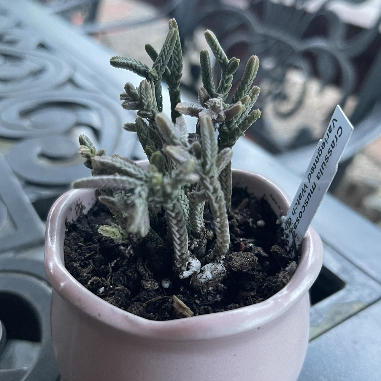 Photo of the plant species Variegated Watch Chain by @riverzend named veracosa on Greg, the plant care app