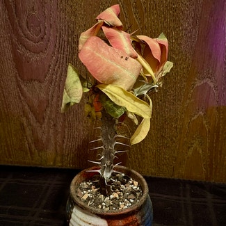 Crown of Thorns plant in Aurora, Colorado
