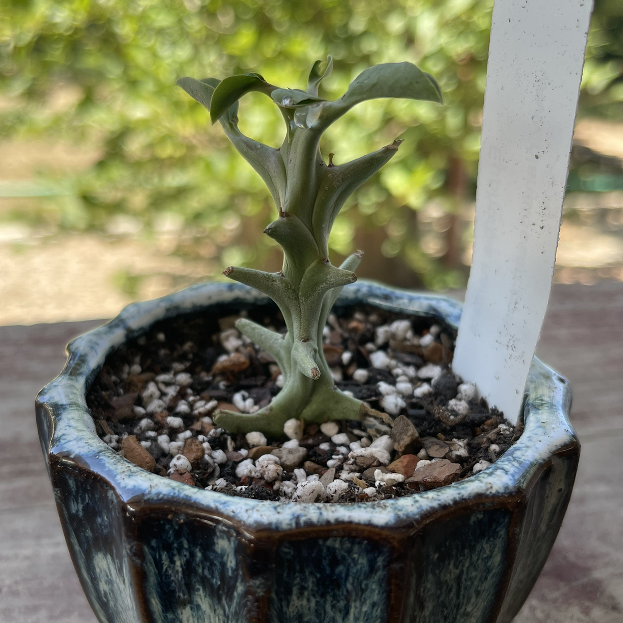 Photo of the plant species Elephant's Milk Bush by @riverzend named hamish on Greg, the plant care app