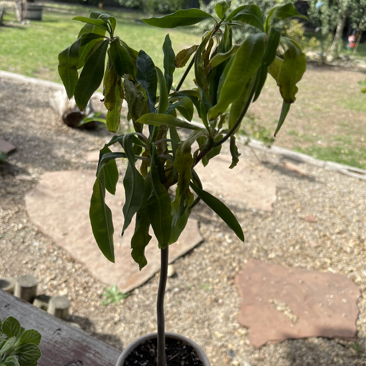 Photo of the plant species Euphorbia mahabobokensis by @riverzend named oberon on Greg, the plant care app