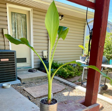 Photo of the plant species Golden Lotus Banana by Riverzend named muriel on Greg, the plant care app