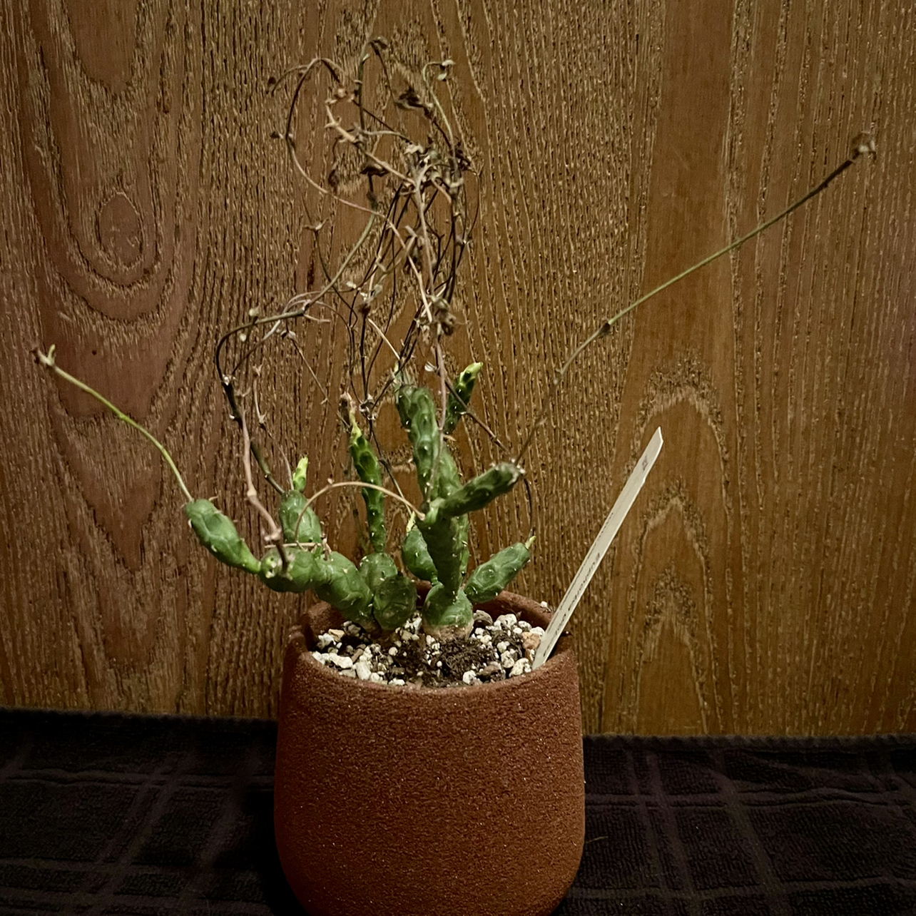 Photo of the plant species Euphorbia Globosa by @riverzend named gloria on Greg, the plant care app