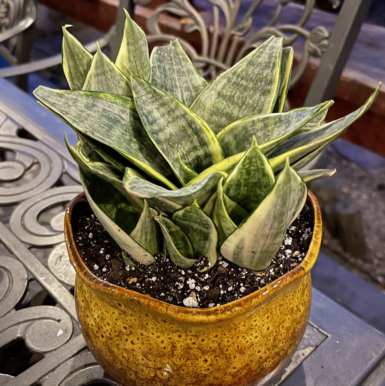 Photo of the plant species Gold Star Hahnii by @riverzend named nina on Greg, the plant care app