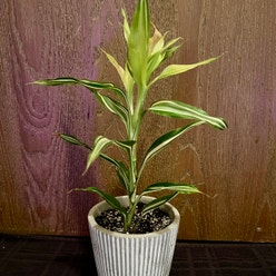 Dracaena Sanderiana 'White Ribbon' plant