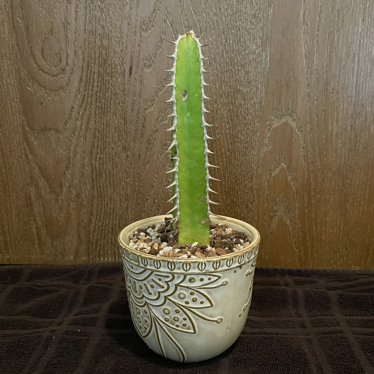 Photo of the plant species Euphorbia Graniticola by @riverzend named conrad on Greg, the plant care app