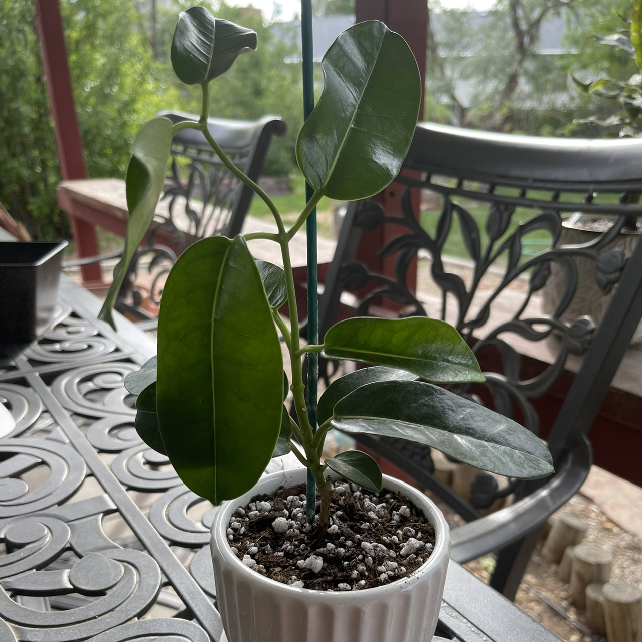 Stephanotis plant in a white pot on an outdoor table with green leaves.