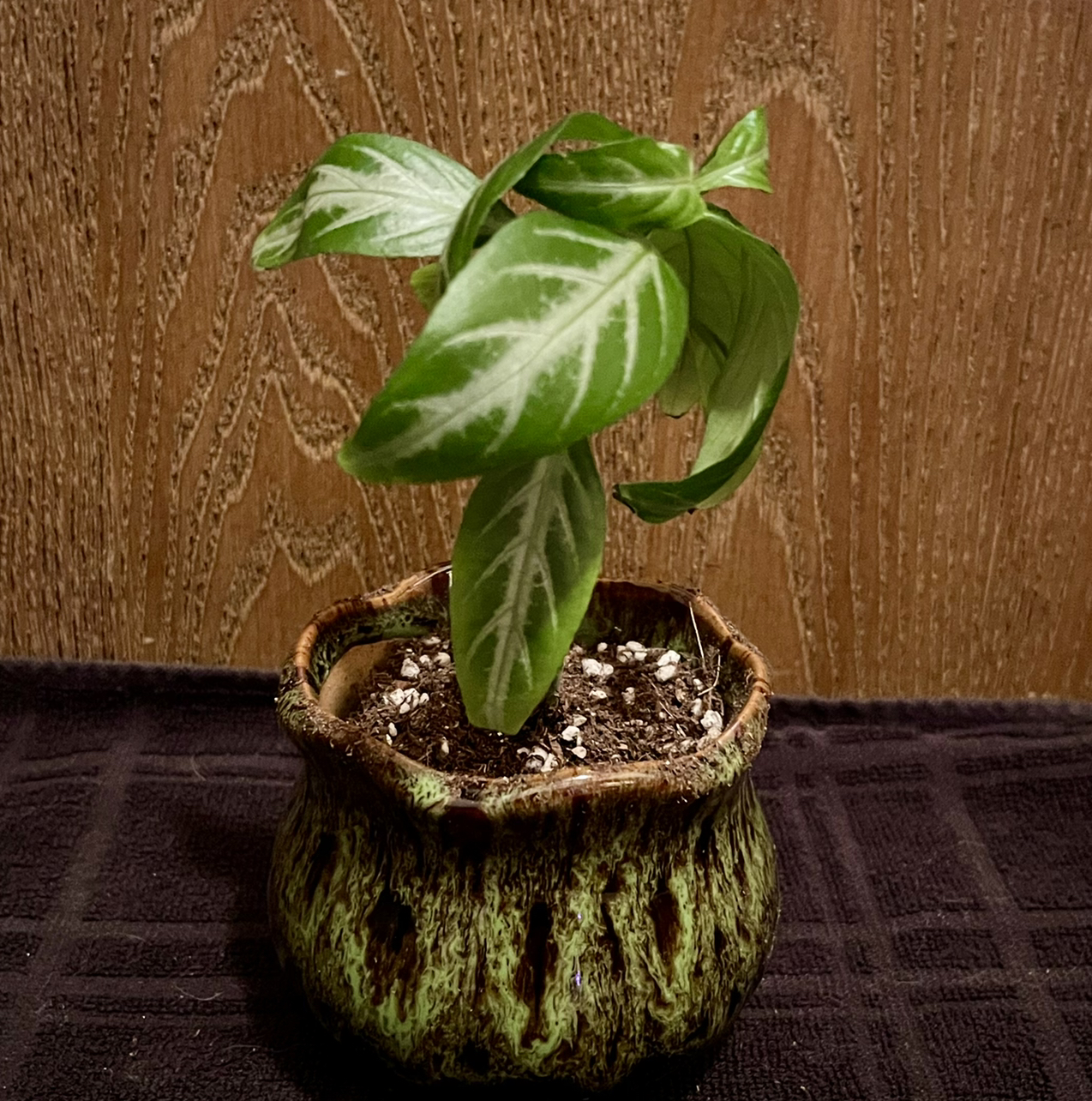 Photo of the plant species Rose Pine Cone Plant by @riverzend named hilary on Greg, the plant care app