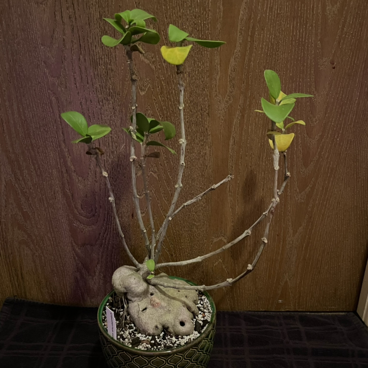 Photo of the plant species Ant Farm Plant by @riverzend named moses on Greg, the plant care app