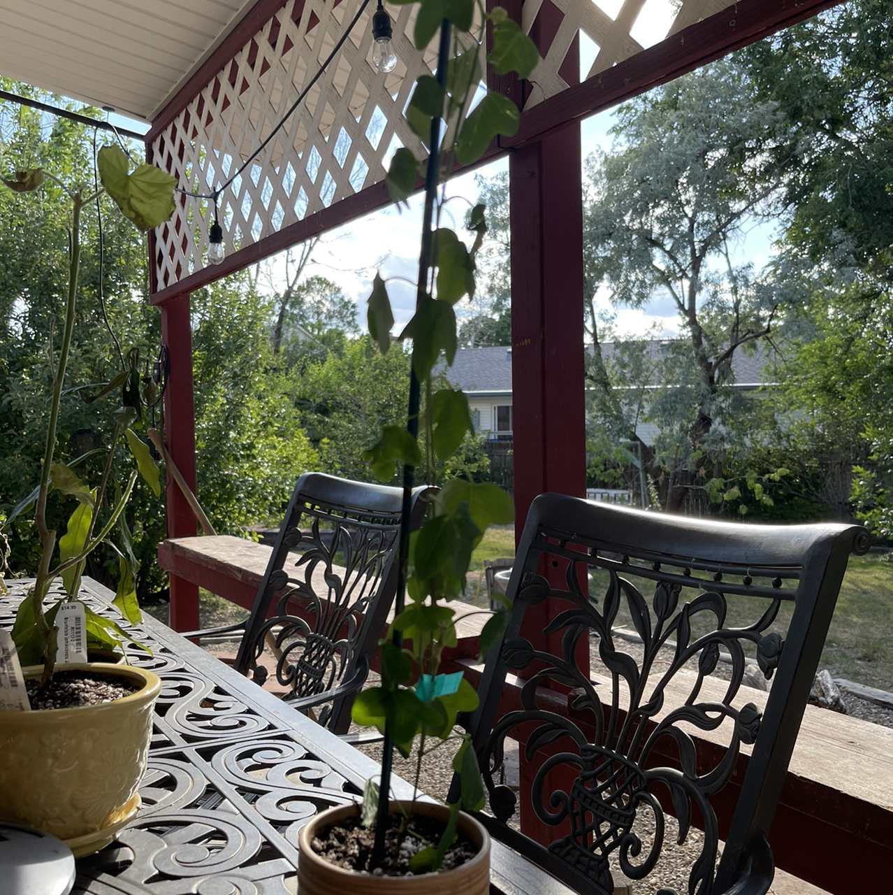 Photo of the plant species Australian Two-Tone Passion Flower by @riverzend named tia on Greg, the plant care app