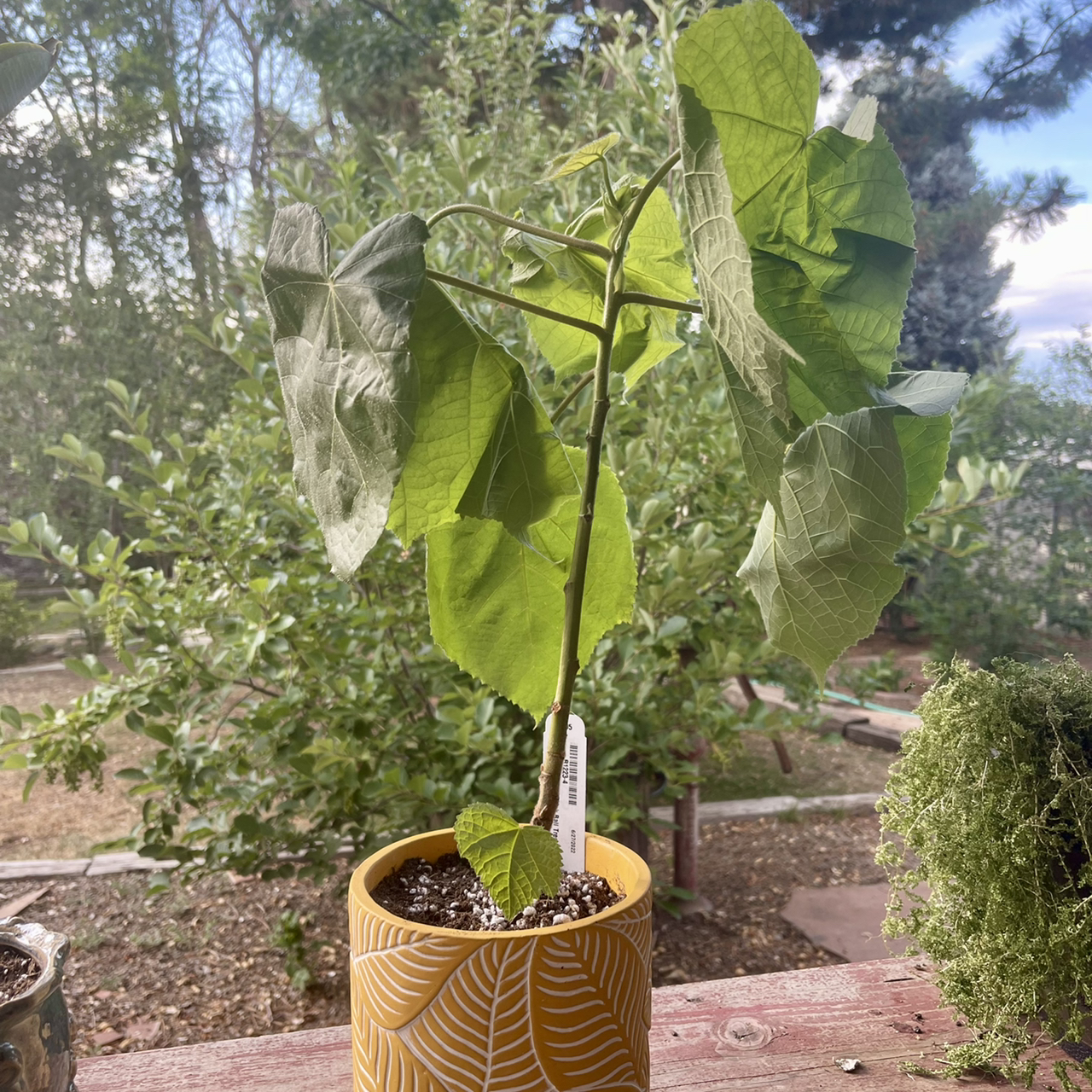 Photo of the plant species pinkball by @riverzend named wally on Greg, the plant care app
