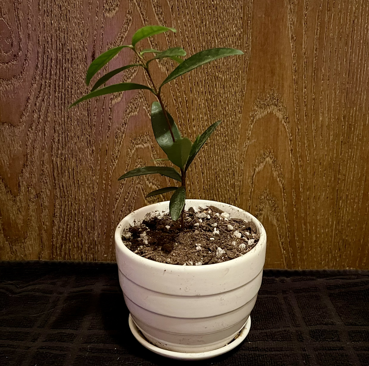 Photo of the plant species Australian Beach Cherry by @riverzend named genie on Greg, the plant care app